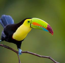 Un toucan se reposant sur un arbre dans la forêt amazonienne