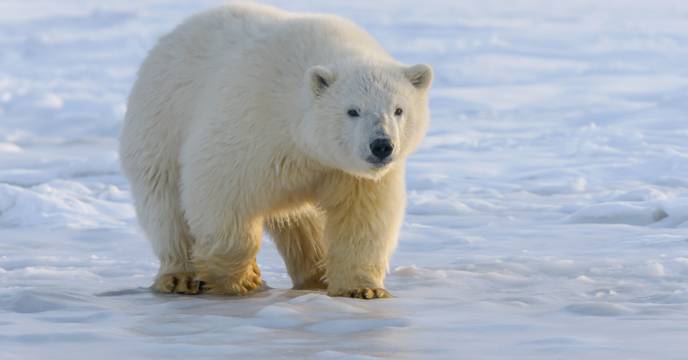A polar bear