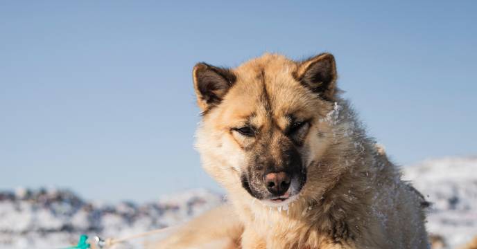 Greenlandic dog