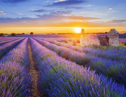 Lavender fields in French Provence at sunset