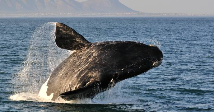 Whale-watching in Iceland