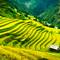 Terraced rice fields in Sapa