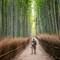 Bamboo forest