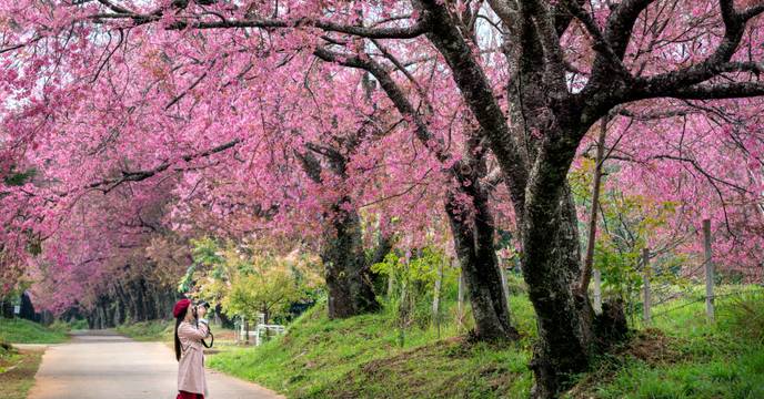 A girl taking pictures of cherry blossom
