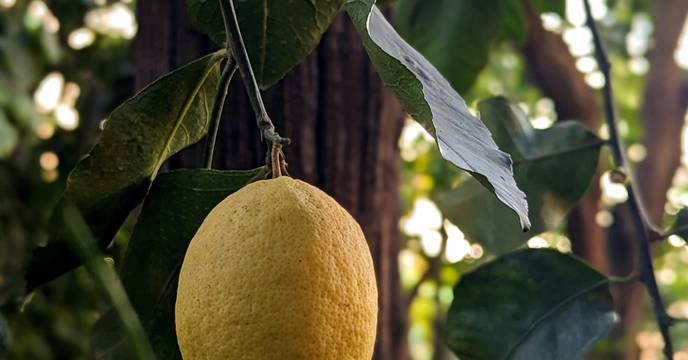 Lemon grove in Sorrento