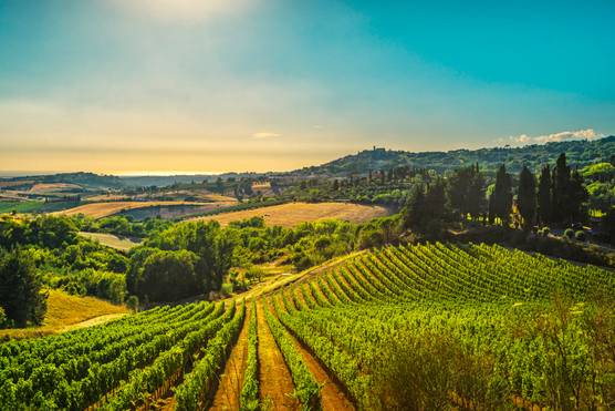 Vineyard and rolling hills