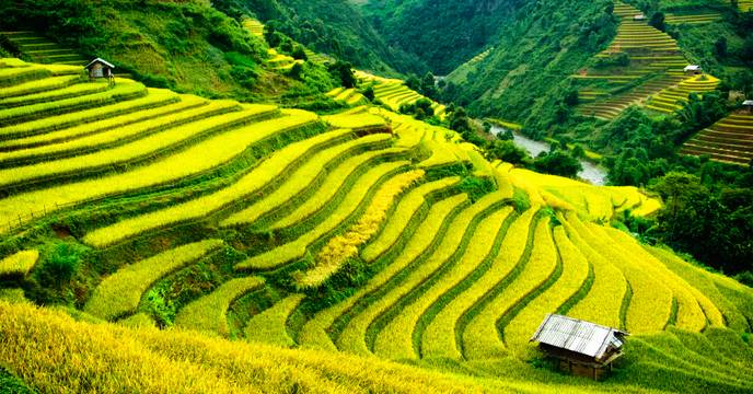 Lush terraced rice fields