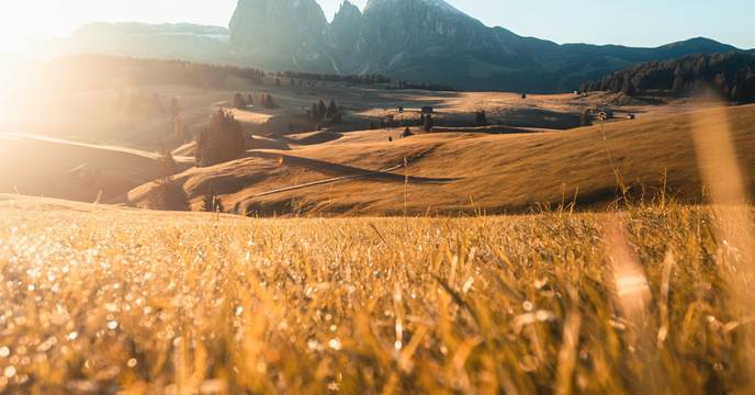Sweeping view of golden fields in the Dolomites