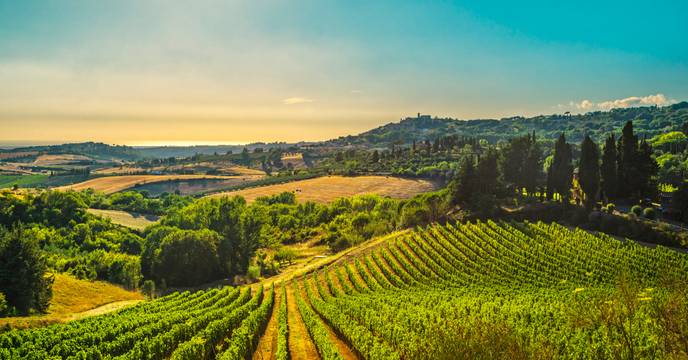 Lush vineyards and hills in Tuscany