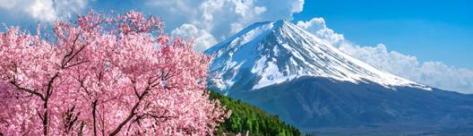 Blooming cherry trees and Mount Fuji