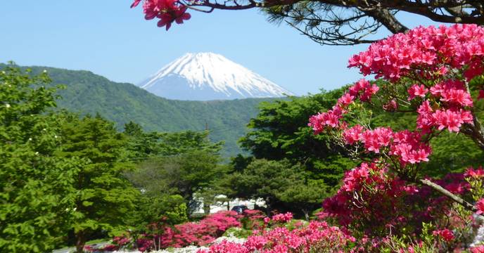 Blooming trees and view of the peak of Mount Fuji