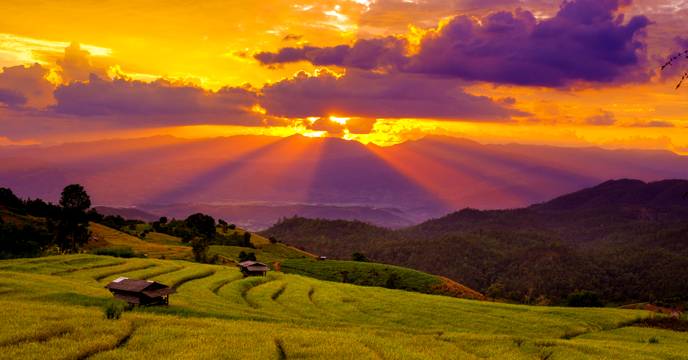 Purple and orange sky over rice fields