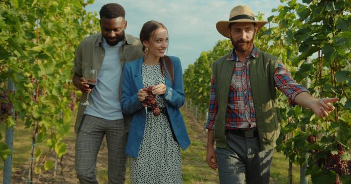 Wine harvests, France