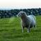 Sheep in Ireland