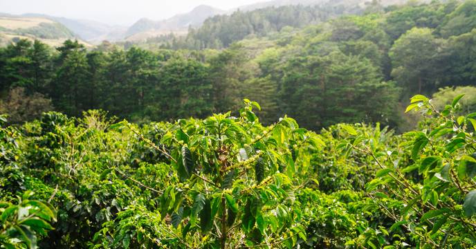 Lush landscape in Costa Rica