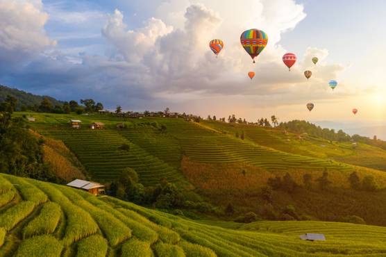 Rice fields and hot air balloons