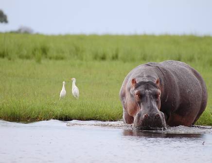 Nijlpaarden koelen af in het water van de Okavango Delta, Botswana
