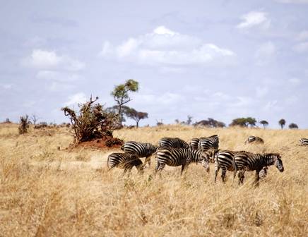 Een kudde zebra's galopperend door de droge velden van het Masai Mara natuurreservaat, Kenia