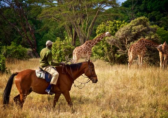 Los 10 Mejores Safaris 2025 TourRadar