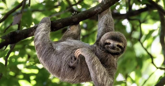 De hangende luiaards van Zuid-Amerika