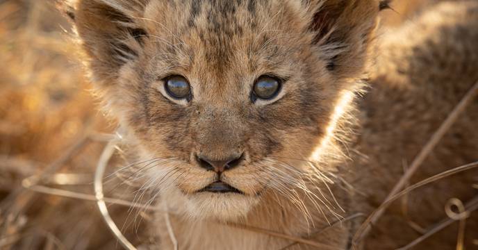Close-up van een leeuwenstam liggend in de zon van het Kruger National Park