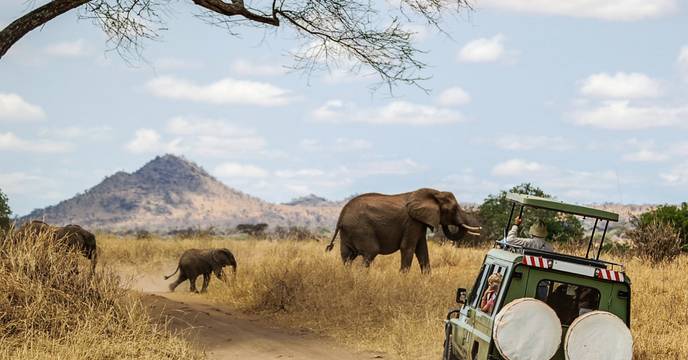 Olifanten lopen voor een jeep in Chobe National Park, Botswana