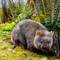 Wombat