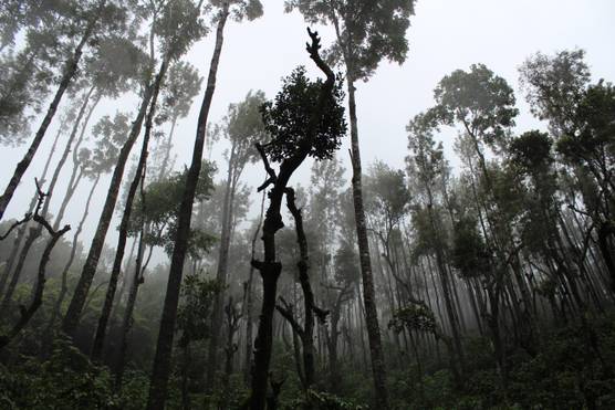 Forest in India
