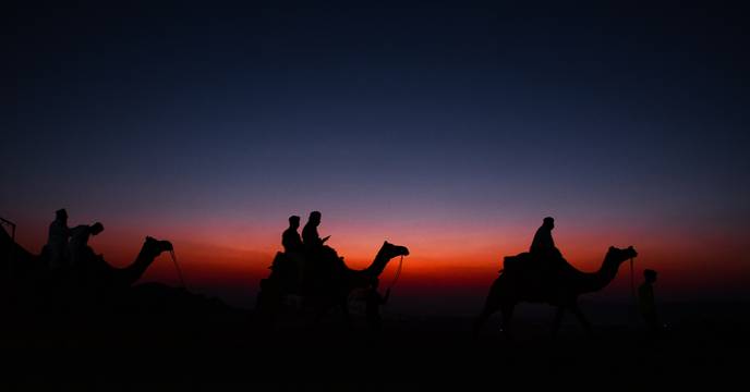Camels in the Rajasthan