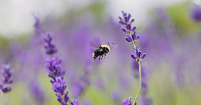 Lavender field