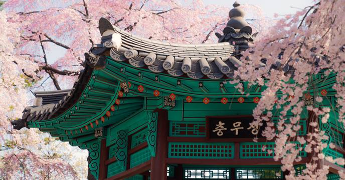 South Korea cherry blossom