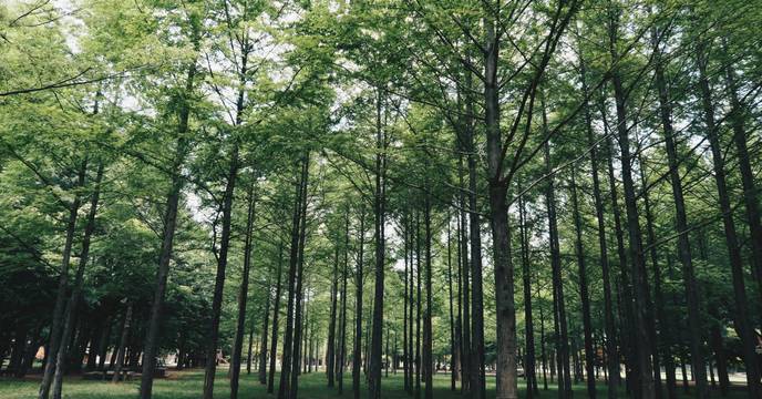 Nami Island
