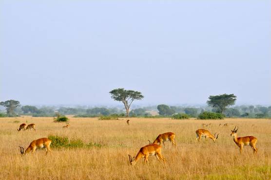 Plain in Africa