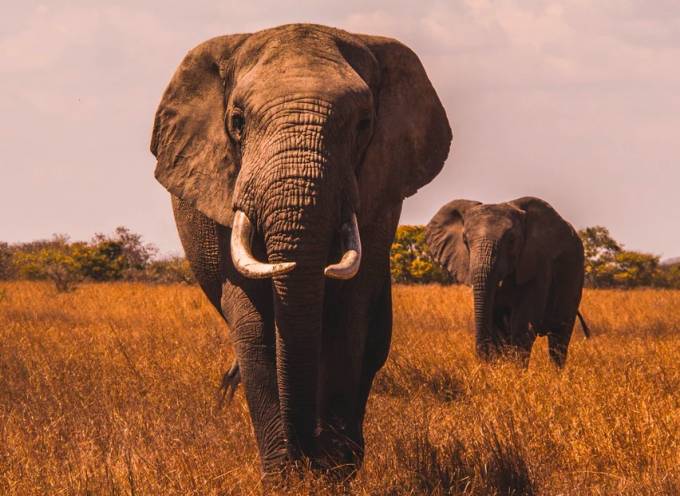 Partez observer les Big Fives