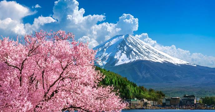 Cherry blossoms in Japan