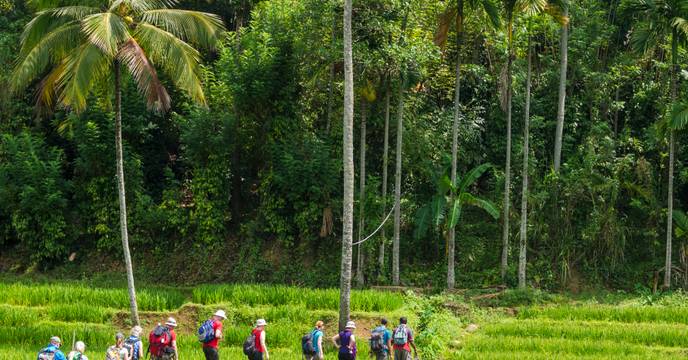 Rice terraces