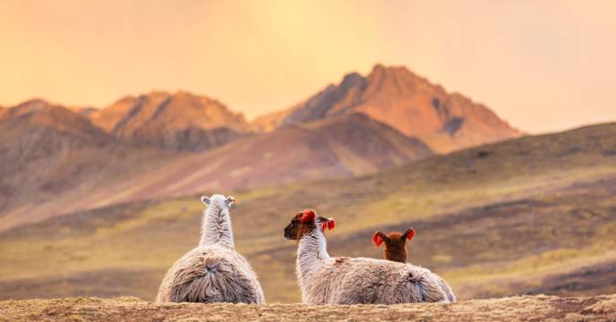 Llamas