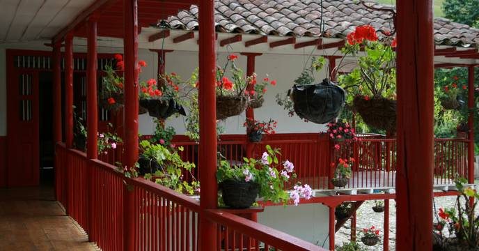 Flowers in Medellín