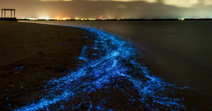 Bioluminescent plankton