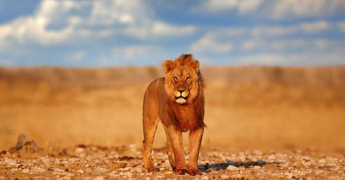 Etosha National Park