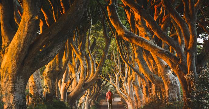 Dark Hedges, Nordirland