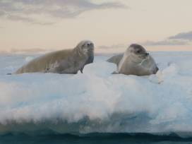 Leopard seals on a glacier