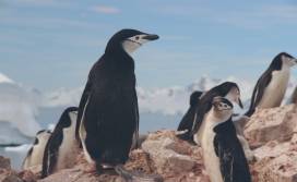 Penguins in Antarctica
