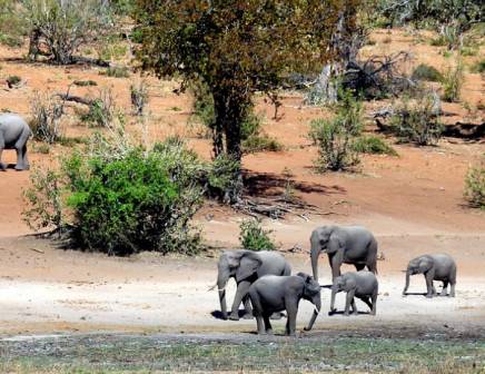 elephants at a waterhole