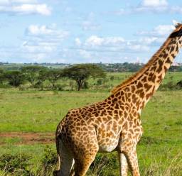 giraffe taking a walk