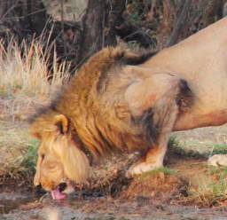 lion drinking water