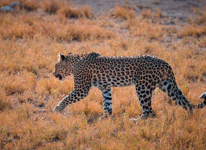 leopard searching for food