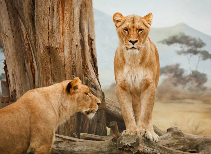 lion relaxing in the plains