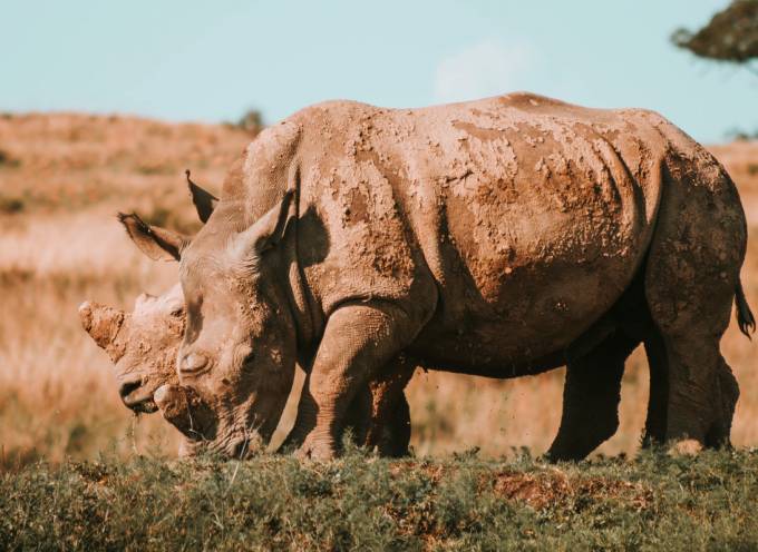 rhino grazing