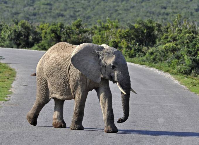 elephants in south africa